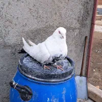 تکدوم نر|پرنده|سردرود, |دیوار