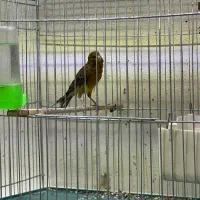 ماده قناری|پرنده|کرمان, |دیوار