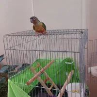 پرده گرینچیک یلوساید ۳ماهه دونخور|پرنده|فریدون‌کنار, |دیوار