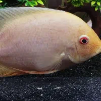 یک عدد سورم بزرگ و بالغ