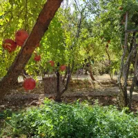 باغ درجزین 730متر|فروش خانه و ویلا|مهدی شهر, |دیوار