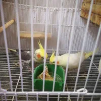 فروش یک جفت عروس هلندی