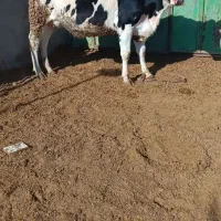 باسلام گاو شیری شکم اول باگوساله ماده هردواصل