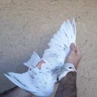 کبوتر عتیقه ساده چادری خوشرنگ کفتر دورنگ|پرنده|اندیشه, اندیشه فاز ۲|دیوار