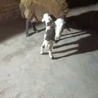 میش فروشی بره نر میش جوان قیمت 56مقطوع