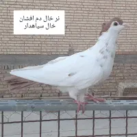 چنتا کبوتر مقبول|پرنده|بجنورد, |دیوار