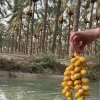 ا انواع  مختلف نخل خرما سایزهای مختلف|خدمات باغبانی و درختکاری|شادگان, |دیوار