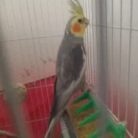 جفت عروس هلندی و یک جوجه