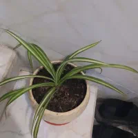 گلهای طبیعی سرحال هدیه روز مادر و زن|گل و گیاه طبیعی|شیراز, گویم|دیوار