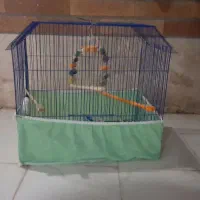 یک عدد قفس کوتوله برزیلی به فروش می رسد