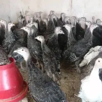 جوجه بوقلمون هفتاد روزه|حیوانات مزرعه|میاندوآب, |دیوار