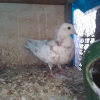 کبوتر|حیوانات|قم, علی آباد سعدگان|دیوار