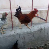 تعدادی خروس|حیوانات مزرعه|شیرینسو, |دیوار