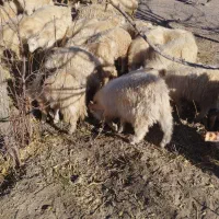 40راس گوسفند چاق فروشی نر وماده|حیوانات مزرعه|راین, |دیوار