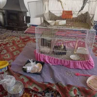 2جفت عروس هلندی بالغ|پرنده|مشهد, سجادیه|دیوار