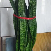 گل سانسوریا