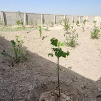 زمین-700متری-دهشاد-شهریار