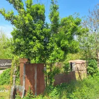 فروش-3000هزار-متر-زمین-باغی-همراه-چوب-6ساله
