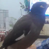 مرغ مینا سخن گو