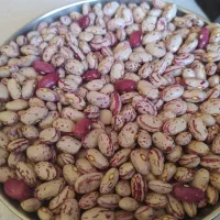 بذر مخصوص لوبیا چیتی