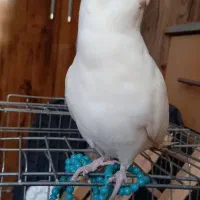 طوطی هلندی سفید گمشده