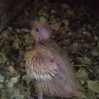 جوجه سر لاکی