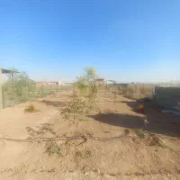 زمین باغ پسته به مساحت 500متر|فروش زمین و ملک کلنگی|شریف‌آباد, |دیوار