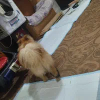 پامرین خرسی ماده موبلند|سگ|اسلامشهر, شهرک سعیدیه|دیوار