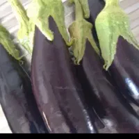 بادمجان ورامین