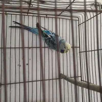 معاوضه مرغ عشق انگلیسی ماده با رنگ دیگه|پرنده|سرخرود, |دیوار