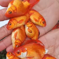 ماهی قرمز گلدفیش مخلوط ردکپ ابلق