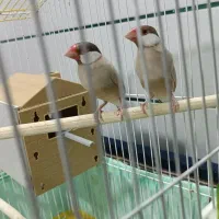 یک جفت فنچ نرگسی نسکافه ایی|پرنده|سمنان, |دیوار