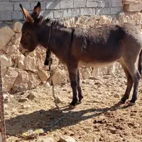 الاغ ماده جوان|حیوانات مزرعه|فیروزآباد (فارس), |دیوار