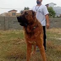 عقاب غول افغانی از معتبرترین نسل با استعلام|سگ|تهران, زعفرانیه|دیوار