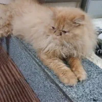 گربه نژاد دارپرشین بیرتیش هستن شش ماهه ویک ساله|گربه|مرند, |دیوار