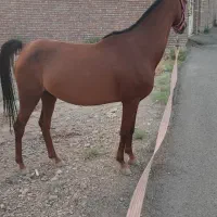 اسب مادیان و کره اش