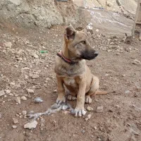 طوله سگ|سگ|ماکو, |دیوار