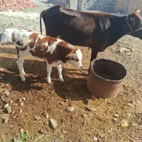 گاو گوساله نرسوزنی هلشتاین|حیوانات مزرعه|بندرعباس, |دیوار