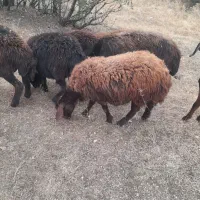 فروش یک راس کاور قزل افشار خوش گوش