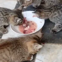 واگذارئ رایگِان چند تا بچه گربه|گربه|خوانسار, |دیوار