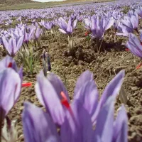 خرید پیاز زعفران در زمین