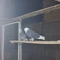 کفتر پرشی|پرنده|ساوه, |دیوار