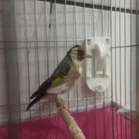 فروش سهره|پرنده|بن, |دیوار