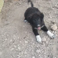 توله قدرجونی|سگ|ورامین, ورامین|دیوار