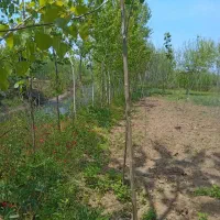 زمین باکاربری باغی پهمدان پایین محله