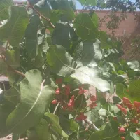 پیوند ماشوله ،بدنی وخال وبصورت ضمانتی