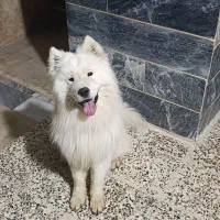 سگ ساموئید باهوش