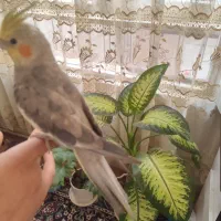 عروس هلندی سخنگو