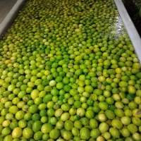 آبلیمو امساله درجه یک بدون تلخی