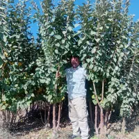 نهال های با کیفیت و اصلاح شده